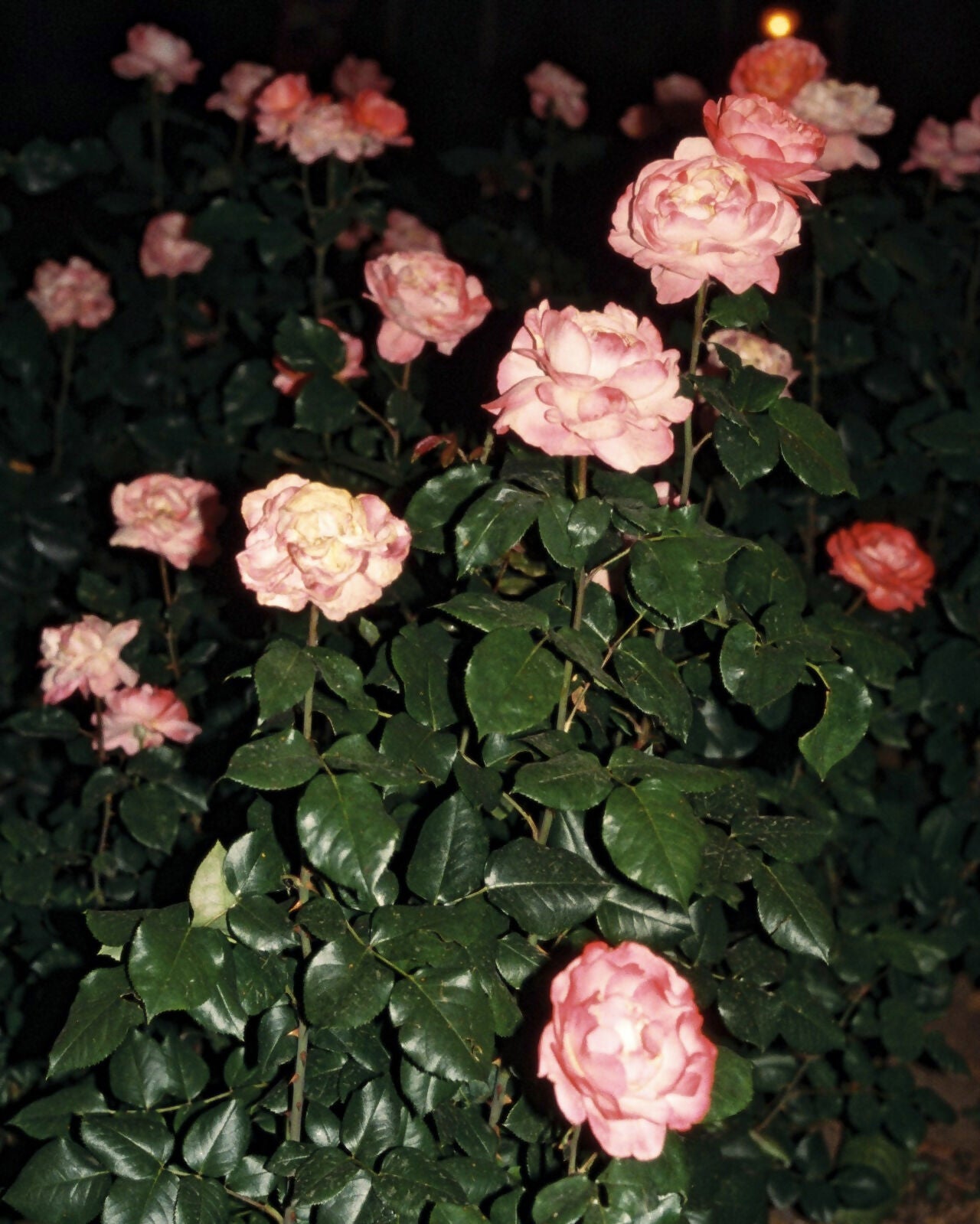 ROSE HAZEL G